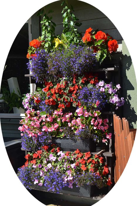 Trädgårdslådor med färgglada blommor i olika nyanser monterade på en husvägg.