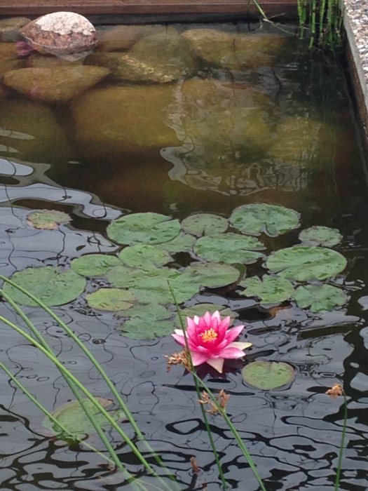 Rosa näckros blommar bland gröna blad i en damm omgiven av vass och stenar.