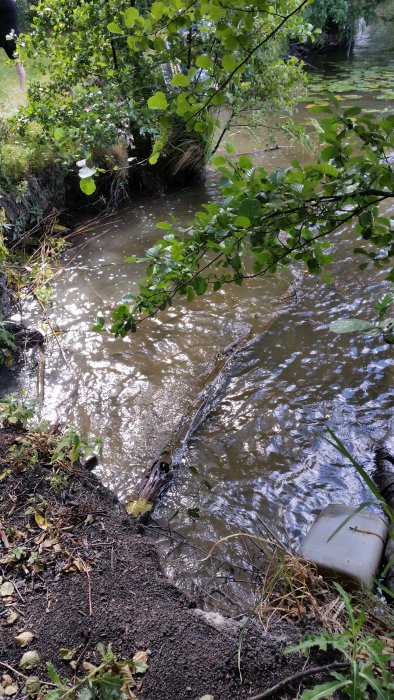 Flodstrand med erosion och timmer vid vattnet för erosionsskydd, gröna träd och buskar ovanför.