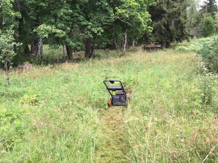 En övergiven gräsklippare i en hög äng omgiven av skog på grund av vildsvinsaktivitet.