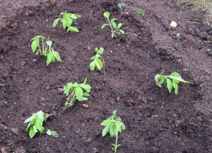 Räddade plantor som ser lite vissna ut planterade i jordbruksmark.