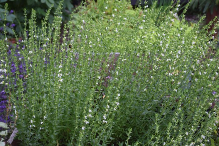 Vit isop (Hyssopus officinalis) i full blom med en humla som flyger bland växterna.