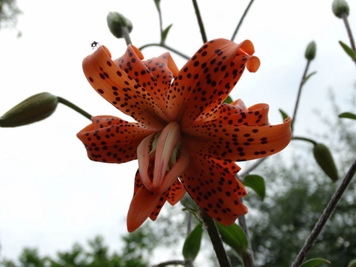 Närbild på en spektakulär Lilium lancifolium `Flore pleno´, en flerflikig orange tigerlilja med mörka prickar, mot suddig grönska.
