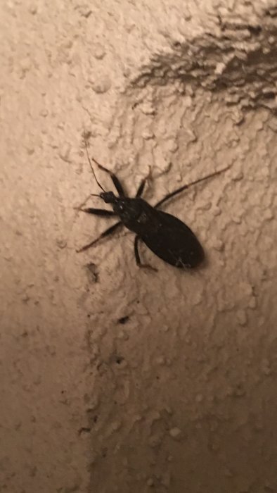 Mörk insekt cirka 3-4 cm lång på en källarvägg, första observationen för husägaren.