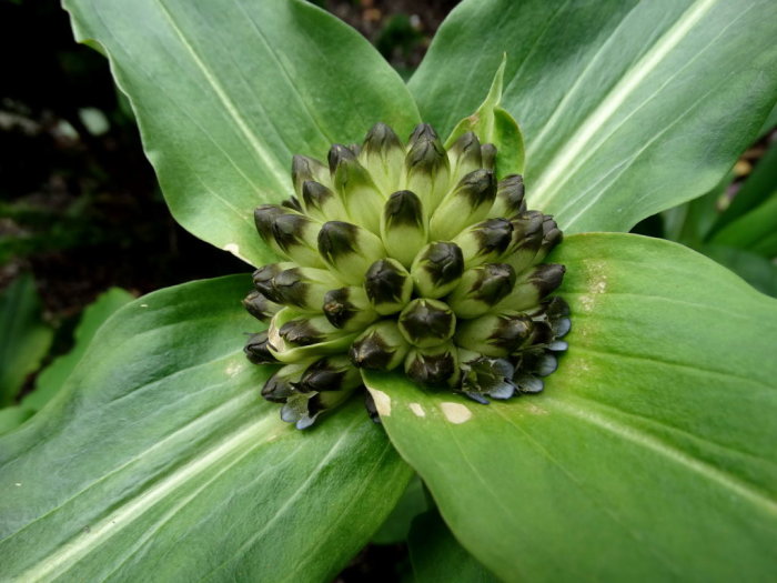 Gentiana crassicaulis blomma med tätt sittande knoppar omgiven av stora gröna blad.