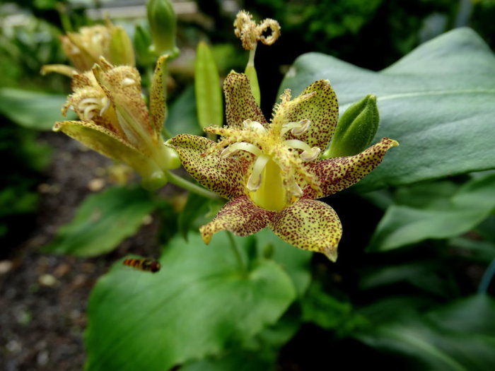 En gul och brunfläckig blomma, troligtvis skugglilja (Tricyrtis latifolia), med synliga ståndare och gröna blad i bakgrunden.