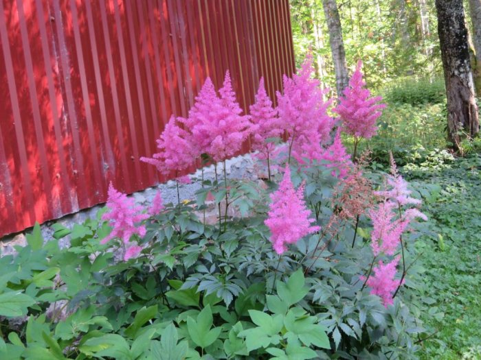 Rosa Astilbe-blommor framför röd stuga omgivna av gröna blad och skogsbakgrund.