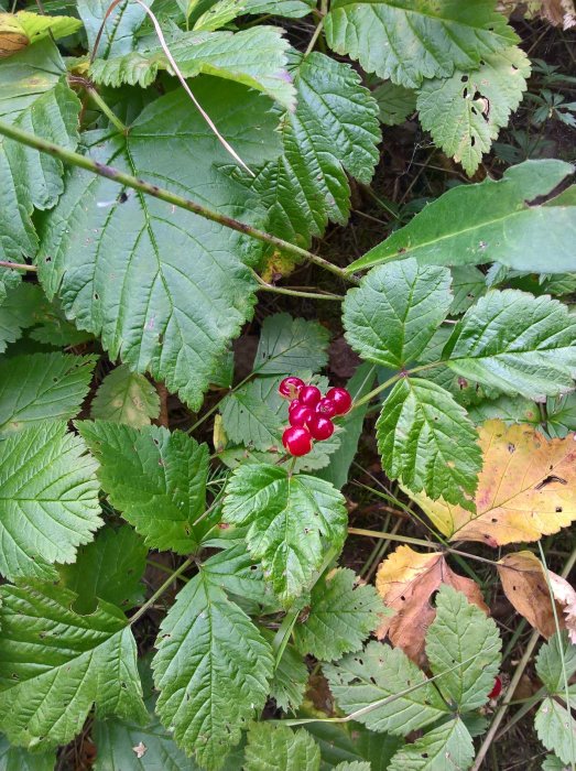 Röda bär på gren bland gröna och gula blad, fråga om ätbarhet, växer vid vägkant.