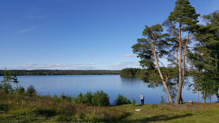 Idyllisk tomt vid sjön med höga träd och en person som ser ut över vattnet.