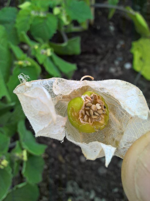 Öppnad physalisfrukt med synliga frön, holkens nätlika struktur synlig mot suddig bakgrund av gröna blad.