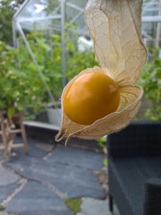 Mogen physalis frukt med sitt tjusiga hölje framför en otydlig bakgrund av ett växthus.