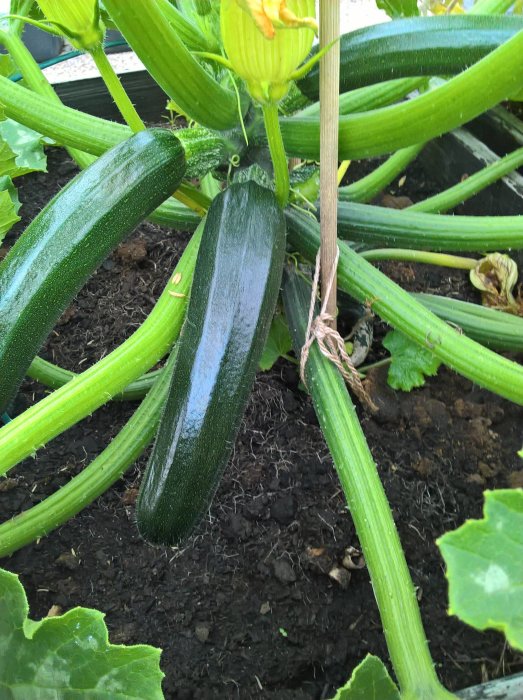 Gröna squash plantor växer i jorden med skymd gul squash som snigelmat.