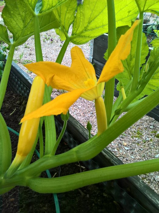 Gul squashplanta med blomma och omogna frukter, utsatt för snigelangrepp, i ett växthusmiljö.