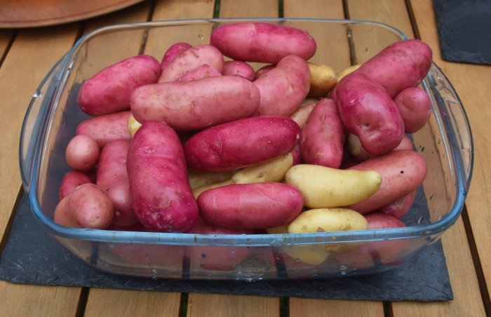 Nyskördad potatis i röda och gula nyanser i en genomskinlig skål på ett träbord.