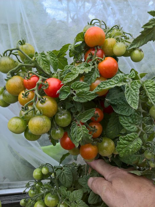 Ett kluster av mogna och omogna busktomater 'Wilma' som hänger på en frodig planta inne i ett växthus.