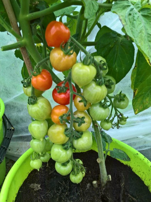 Tomatplanta med klase av röda och gröna tomater i olika mognadsstadier, odlade i en grön kruka.