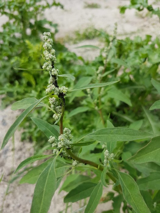 Växt med små vitaktiga blommor som är täckt av svarta insekter, troligen bladlöss, med gröna blad och grusig mark i bakgrunden.