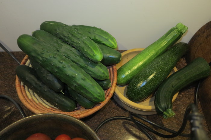 Flertalet färska gurkor och några zucchini samlade i köksmiljö, redo för Pagnos recept.