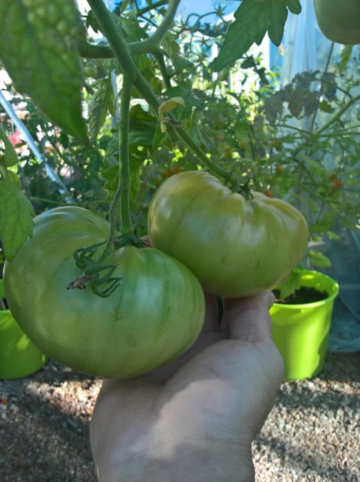 Hand håller gröna omogna tomater på planta i växthus, för tillverkning av grön tomatmarmelad.