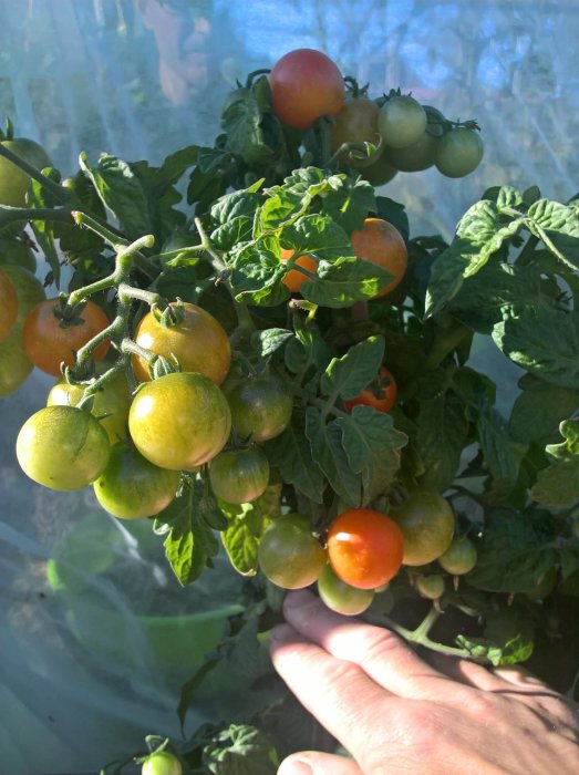 Olika mognadsgrader av tomater på planta, från gröna till röda, för att bli marmelad.