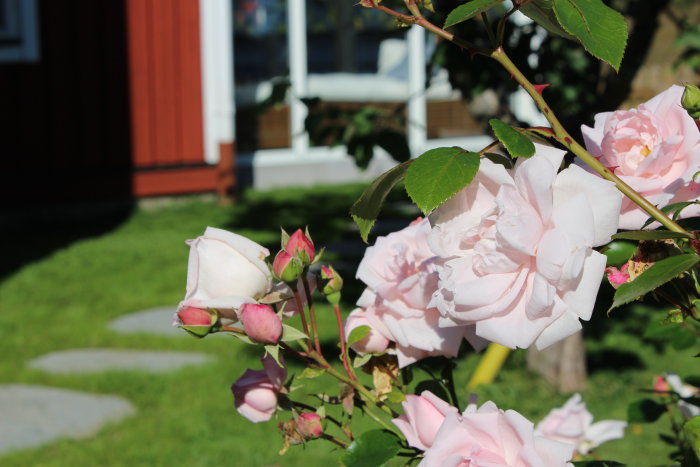 Rosa blommande rosor i förgrunden med en otydlig röd stuga och vita fönster i bakgrunden.