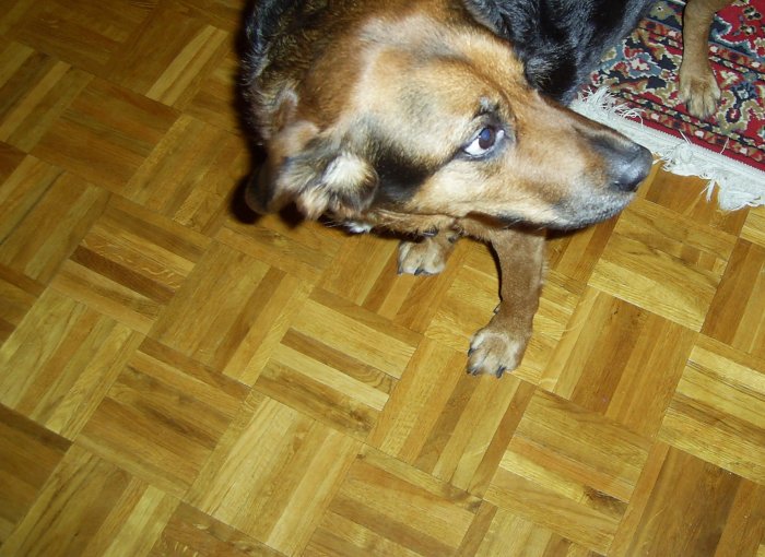 Golv av mosaikparkett i ek med en hund som ligger på det, visande parkettens hållbarhet.