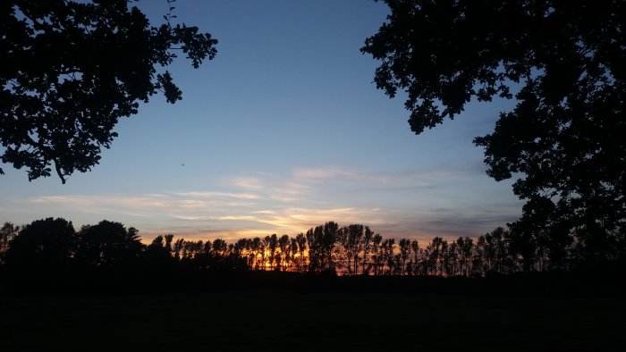 Kvällssilhuett av träd mot en varmt nyanserad himmel vid solnedgången, vy över en öppen äng.