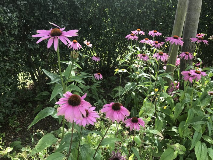Rosa röd solhatt, Echinacea purpurea, i en blomstrande sommarrabatt omgiven av grönt.