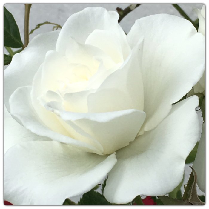 Närbild av en blommande vit ros mot suddig bakgrund.