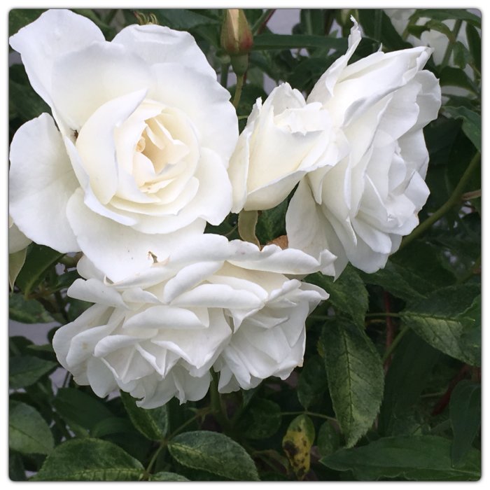 Vita blommande rosor med gröna blad i en trädgård.
