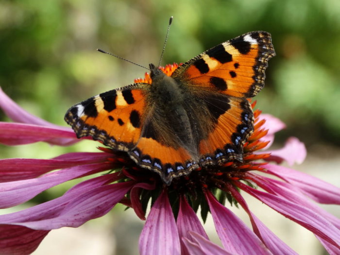 Närbild av en färgstark nässelfjäril som sitter på en blommande rosa echinacea.