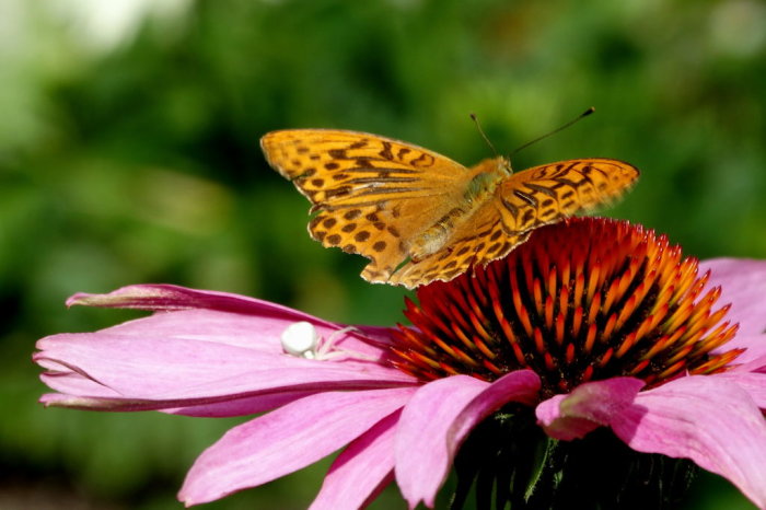 Fjäril på en rosa echinacea-blomma med synlig kärna och oskärpa bakgrund.