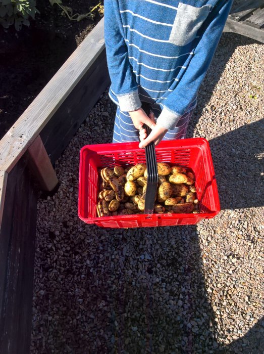 Person håller i en räfsa över en röd korg full med nyskördad potatis.