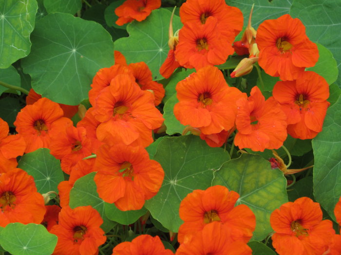 Orangeröda krasseblommor och gröna blad, några blad med bleka partier.