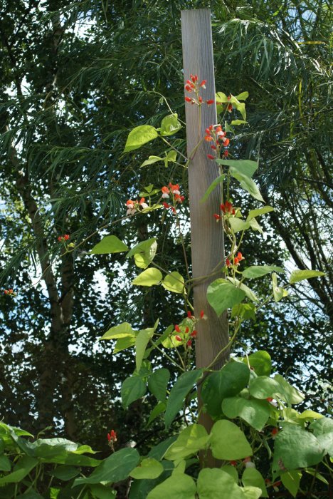 Rosenböna med rödorange blommor klättrar upp för trästolpe mot bakgrund av gröna träd och himmel.