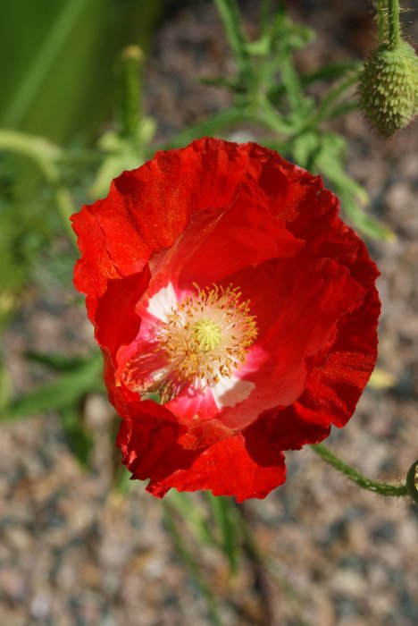 Närbild av en röd kornvallmo med detaljerade kronblad och ett synligt blomcentrum.