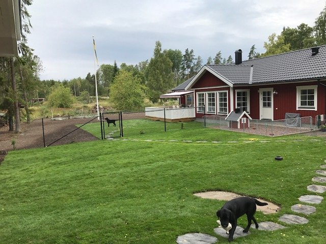 Nylagd rullgräsmatta och staket vid rödmålat hus med flaggstång, hund och stenstig.