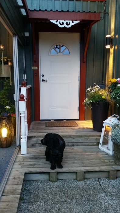 Nyinstallerad vit ytterdörr på ett hus, med en svart hund sittande på trädäcket framför.
