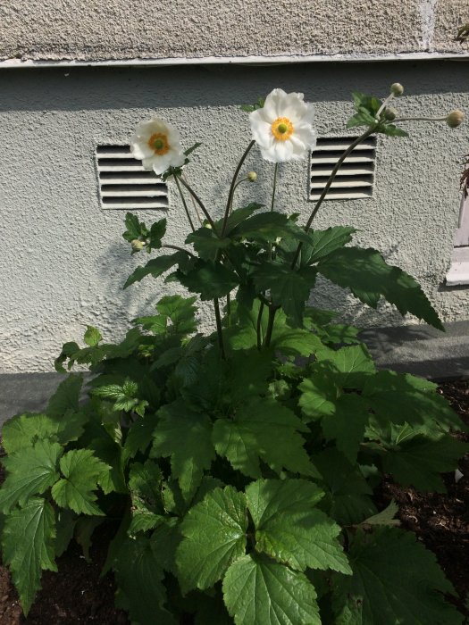 Vit höstanemon i blom framför gråvägg med ventilation, inte ett bananträd.