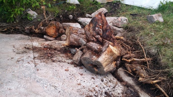 Stor trädstubbe med upprivna rötter efter grävning vid en betonggrund, med stenar och växtlighet runtom.