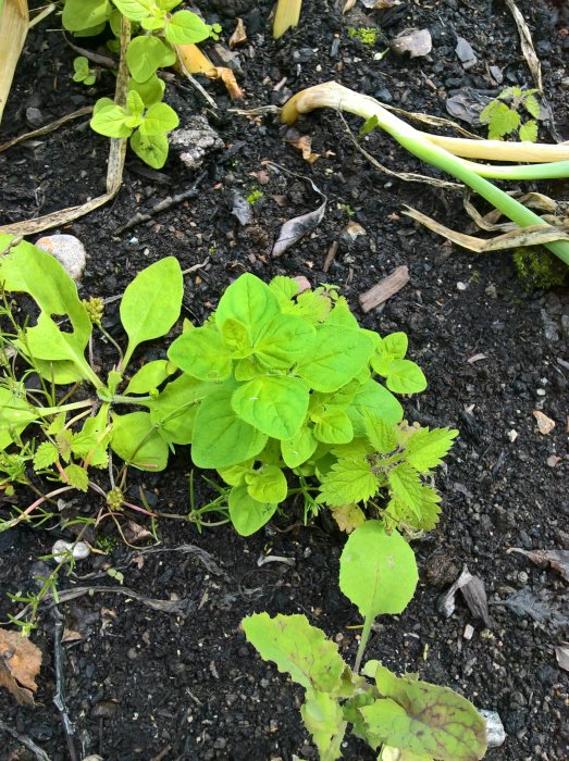 Oregano och andra växter i en fuktig trädgårdsjord med synliga löv och stjälkar.