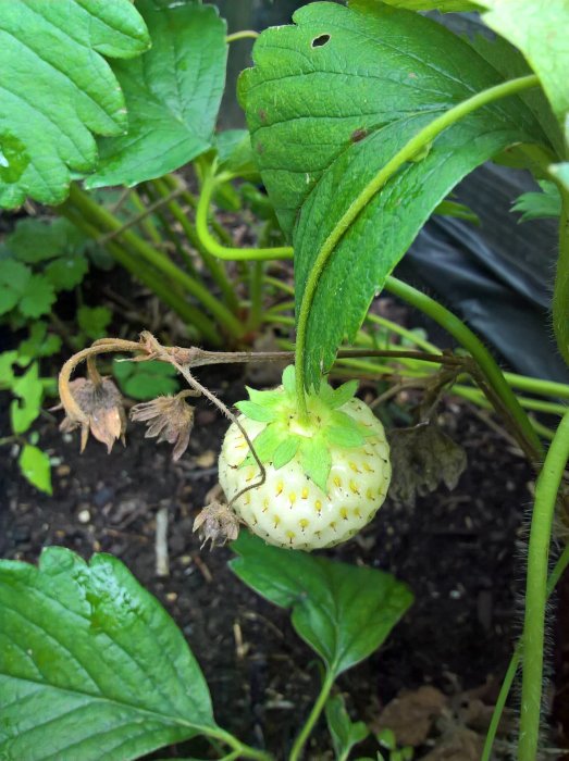 Omoget jordgubbe i trädgården med gröna blad och döda blommor.