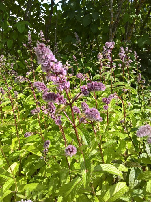 Jordgubbsmyntablommor med ljusgröna blad och rosa blomklasar redo att torkas för te.