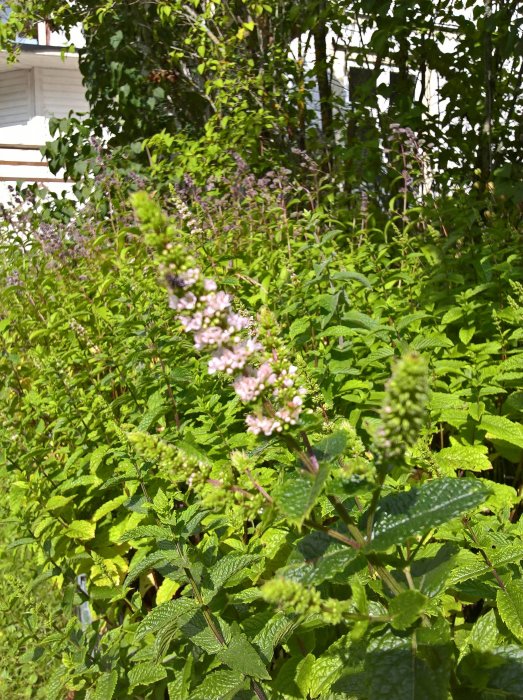 Jordgubbsmyntaplantor i trädgården, redo att skördas och torkas för te.