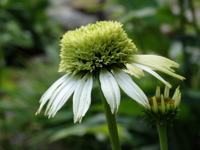 Närbild av en blommande rudbeckia med grön mitt och vita hängande kronblad.