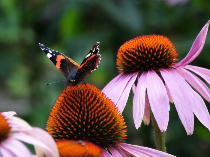 Fjäril på lila rudbeckiablomma med fokus på de orange och svarta vingarna.