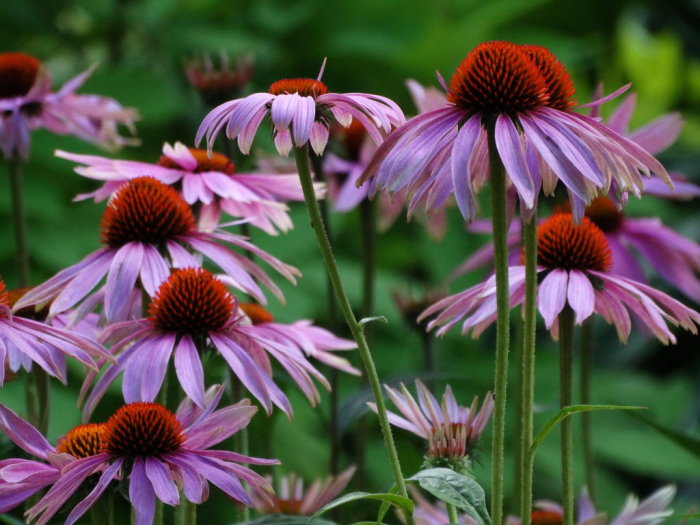 Flera blommande lila rudbeckior med framträdande orange-bruna mittkoner och grönt bladverk.