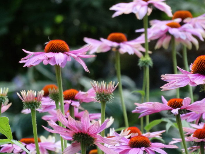 Blommande lila rudbeckior med synliga kronblad och rödorange mitt.