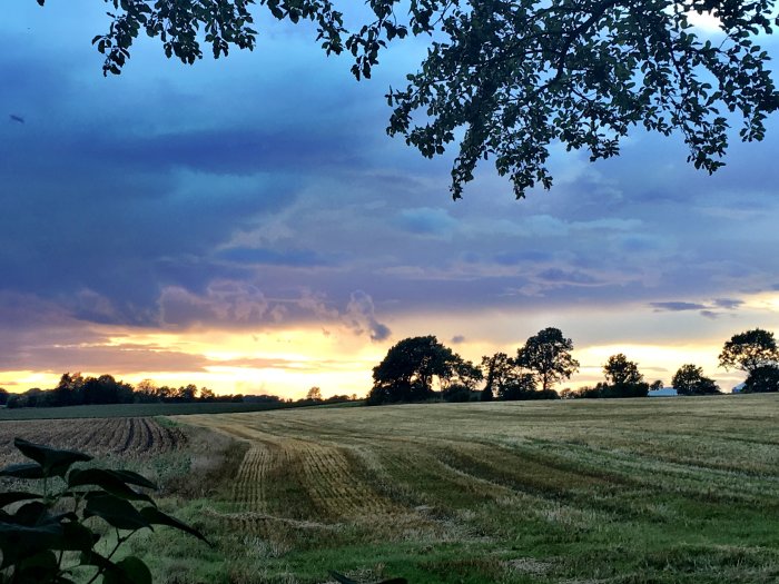 Ett skördad fält vid skymning med dramatisk himmel i nyanser av blått och orange ovanför.