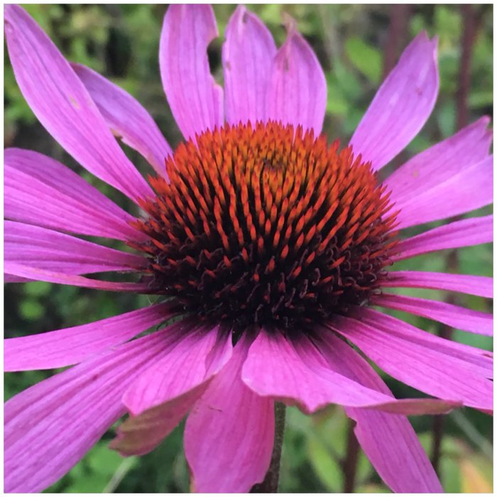 Närbild av en lila rudbeckia blomma tagen med mobilkamera på kvällen.